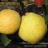 Bare Root Kieffer Pear (Pyrus communis x Pyrus pyrifolia)