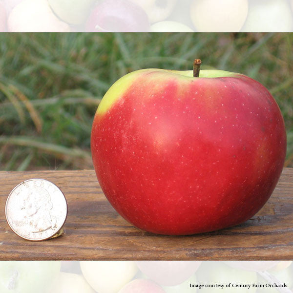 Bare Root King David Apple Tree (Malus cv.)