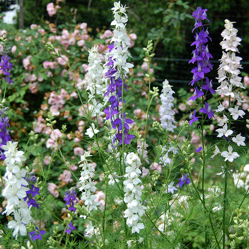 Larkspur Seeds (Consolida ajacis)