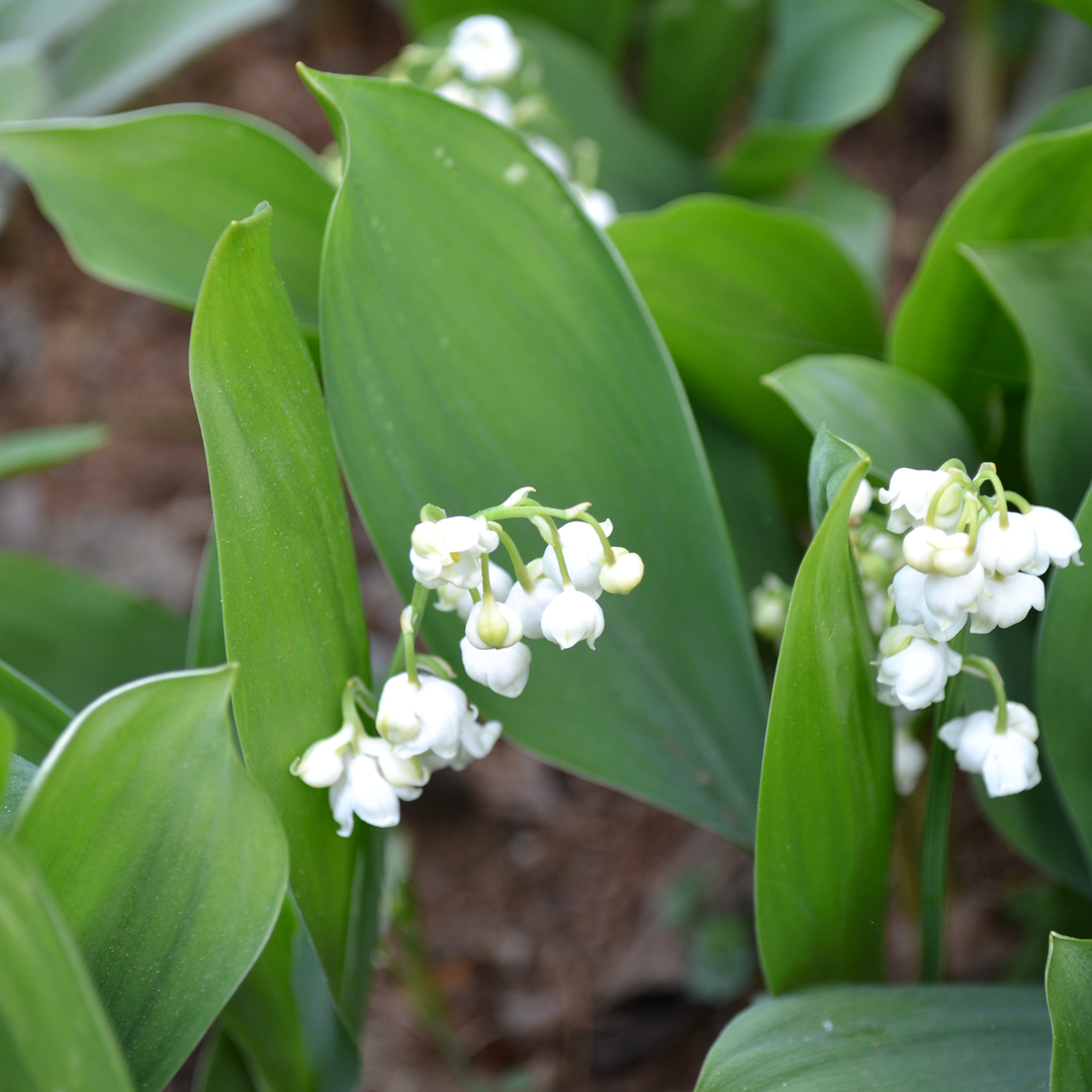 Convallaria majalis (Lily of the Valley, Lily-of-the-valley)