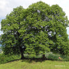 Littleleaf Linden (Tilia cordata)