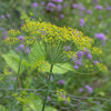 Long Island Mammoth Dill Seeds (Anethum graveolens cv.)