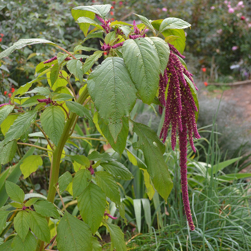 Love-lies-bleeding Seeds (Amaranthus caudatus)