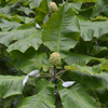 Large-leaved Magnolia (Magnolia macrophylla)