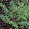 Marginal Shield Fern (Dryopteris marginalis)