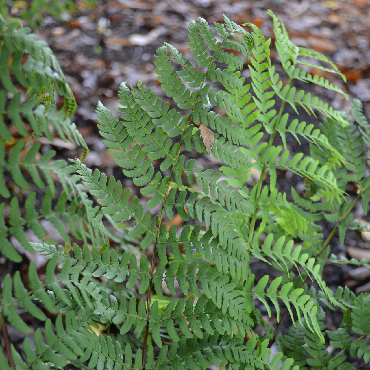 Marginal Shield Fern (Dryopteris marginalis)