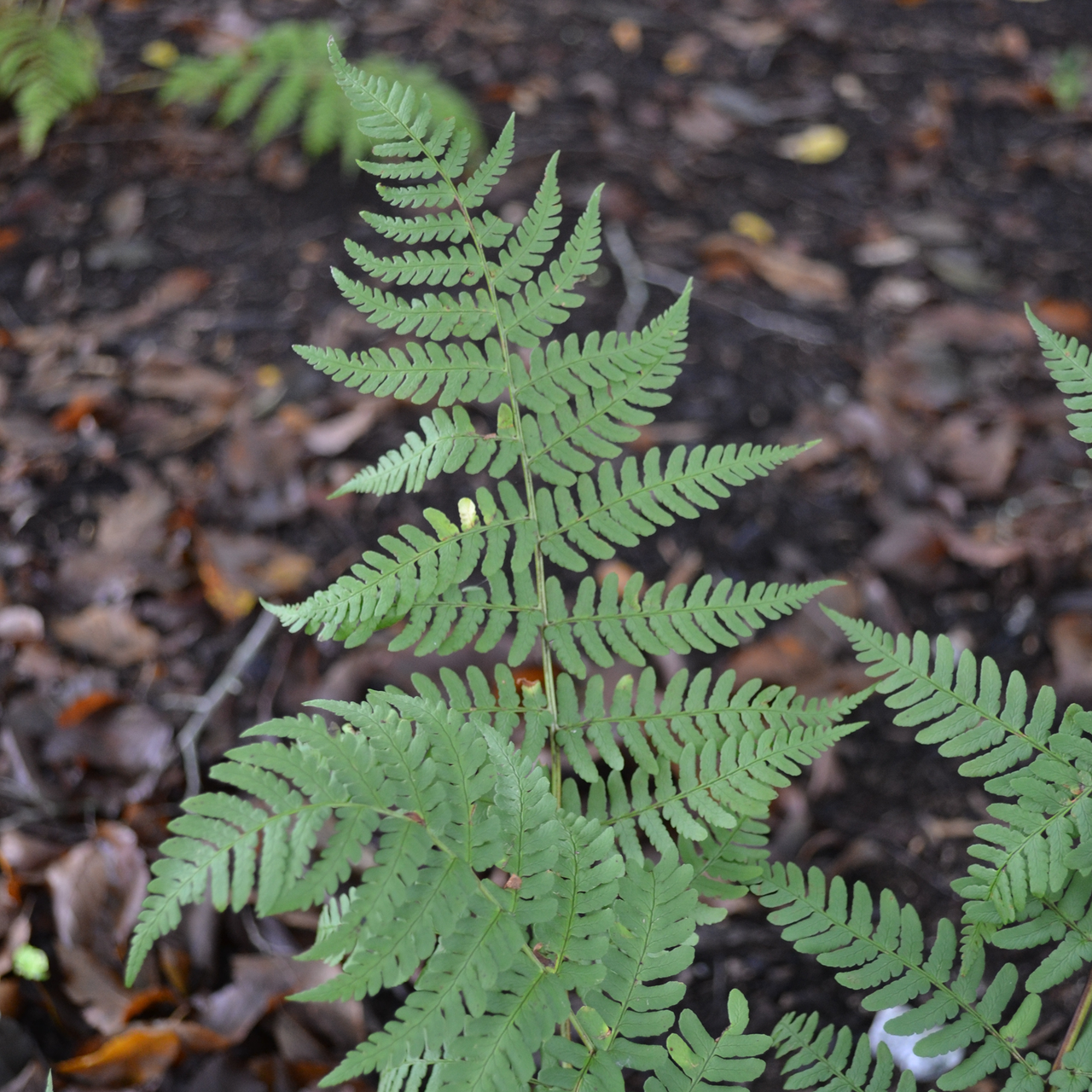 Marginal Shield Fern (Dryopteris marginalis)