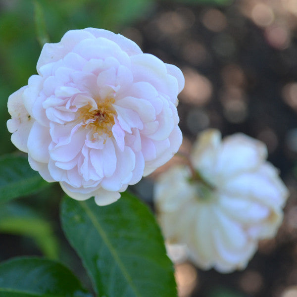 Marie Pavié Rose (Rosa Polyantha Hybrid)