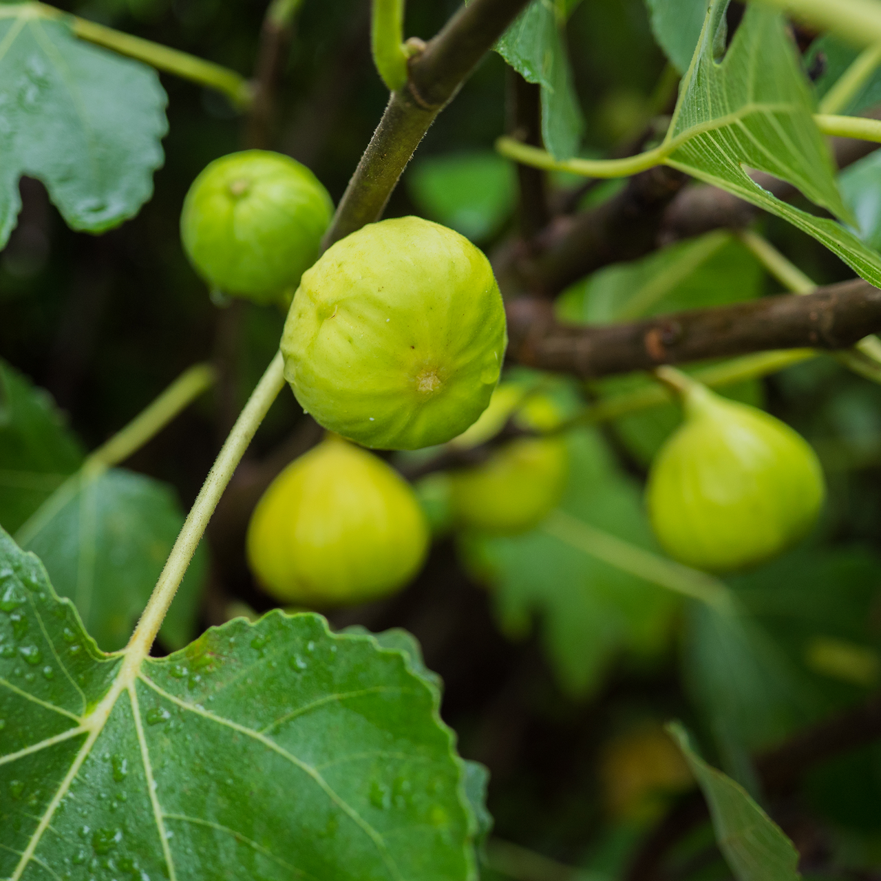 'Marseilles' Fig (Ficus carica cv.)