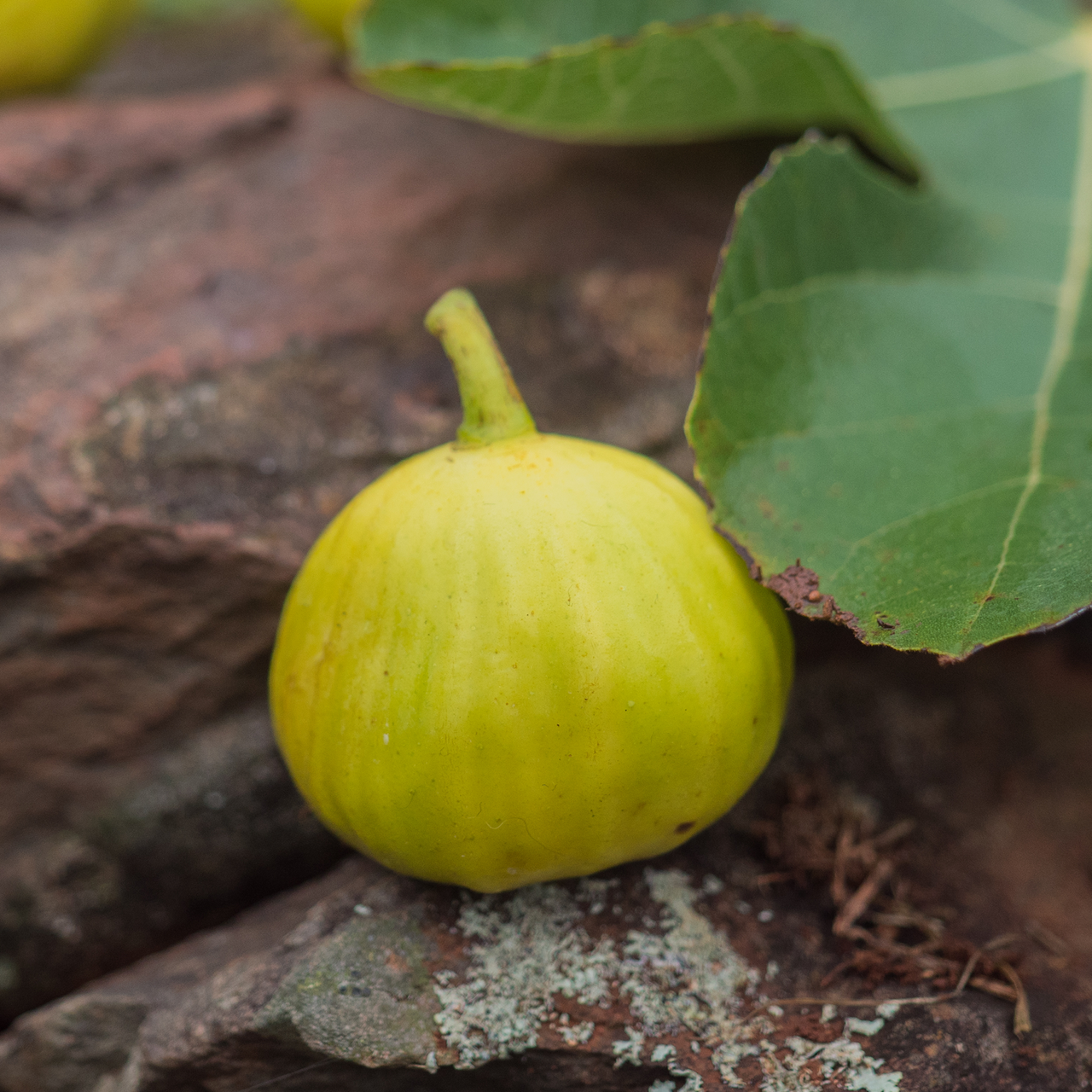 'Marseilles' Fig (Ficus carica cv.)