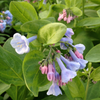 Virginia Bluebells (Mertensia virginica)