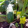 Long Green Improved Cucumber Seeds (Cucumis sativus cv.)