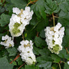 Oakleaf Hydrangea (Hydrangea quercifolia)