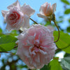 Climbing 'Cecile Brunner' Rose (Rosa x chinensis cv.)