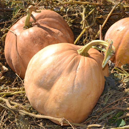 Upper Ground Sweet Potato Winter Squash Seeds (Cucurbita moschata cv.)