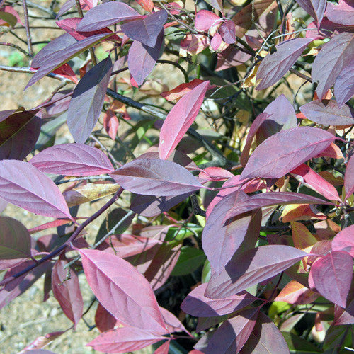 Virginia Sweetspire (Itea virginica)