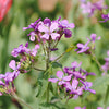 Money Plant Seeds (Lunaria annua)