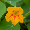 Nasturtium Seeds (Tropaeolum majus)