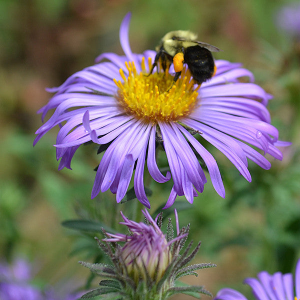 New England Aster (Symphyotrichum novae-angliae)