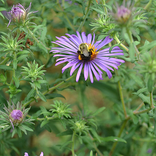 New England Aster (Symphyotrichum novae-angliae)