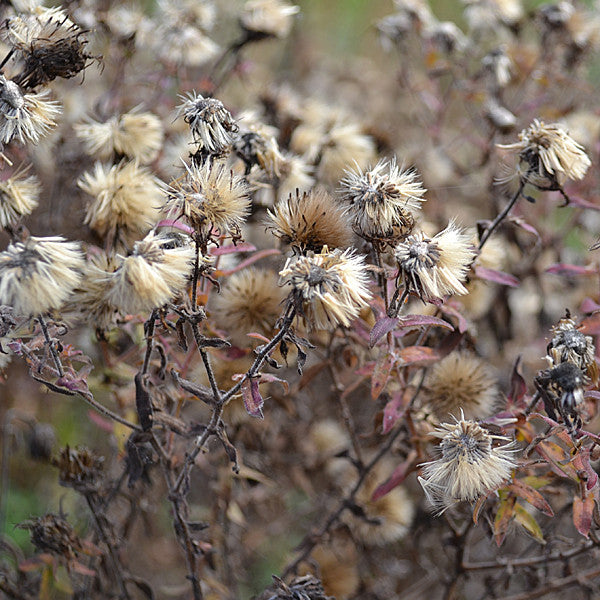 New England Aster (Symphyotrichum novae-angliae)