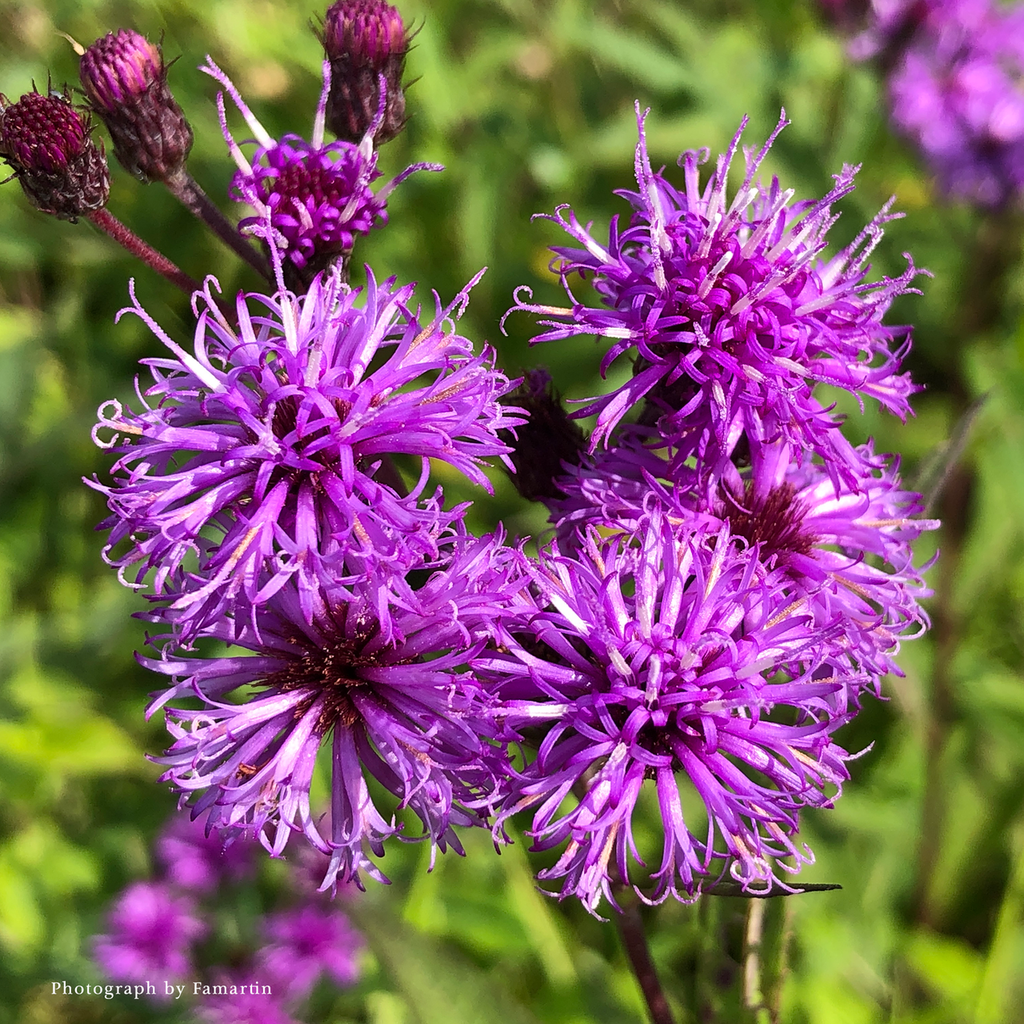 New York Ironweed (Vernonia noveboracensis)