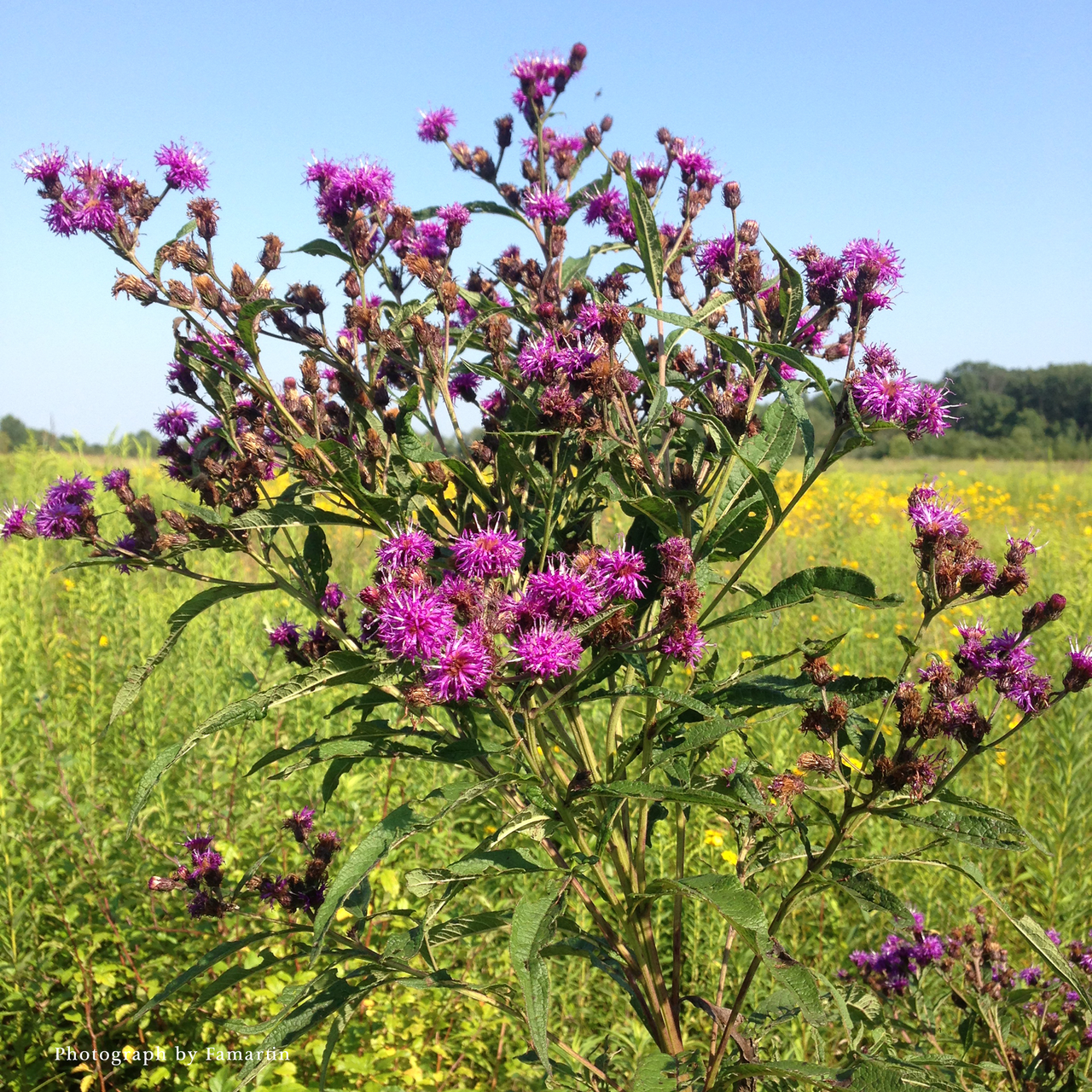 New York Ironweed (Vernonia noveboracensis)