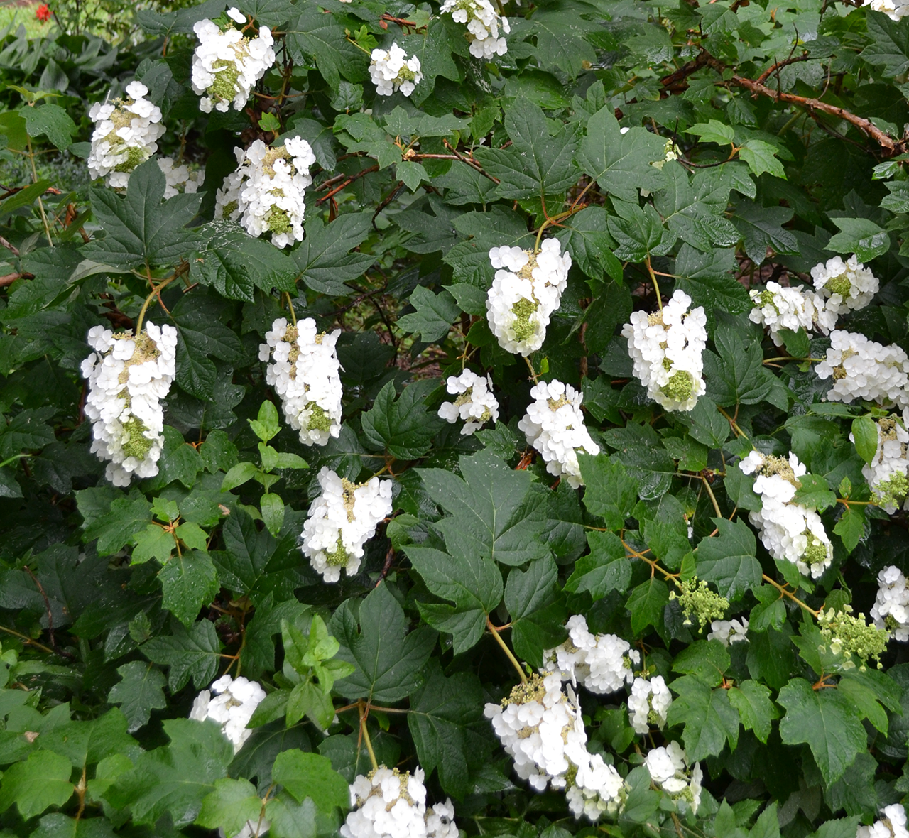 Oakleaf Hydrangea (Hydrangea quercifolia)