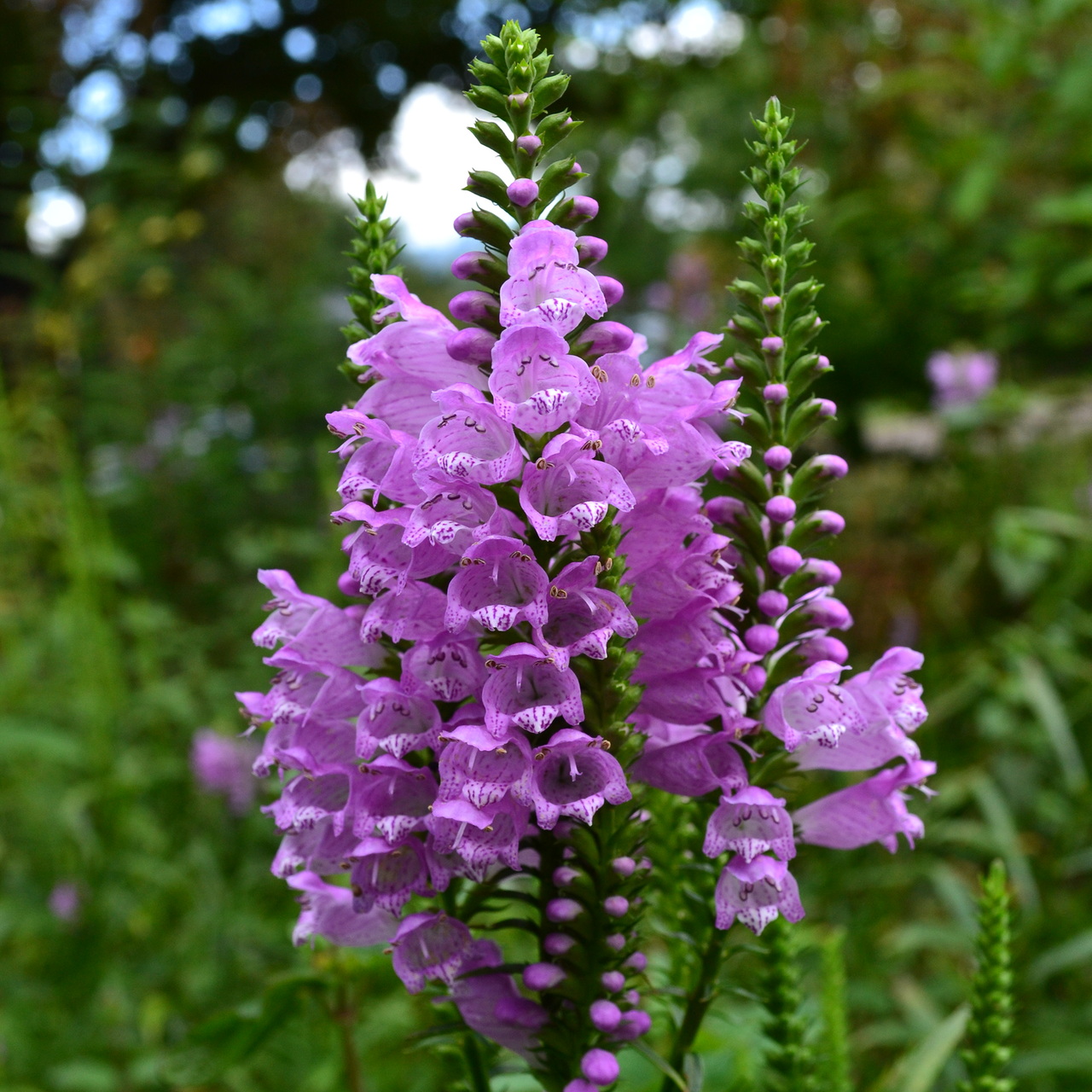 Obedient Plant (Physostegia virginianum)