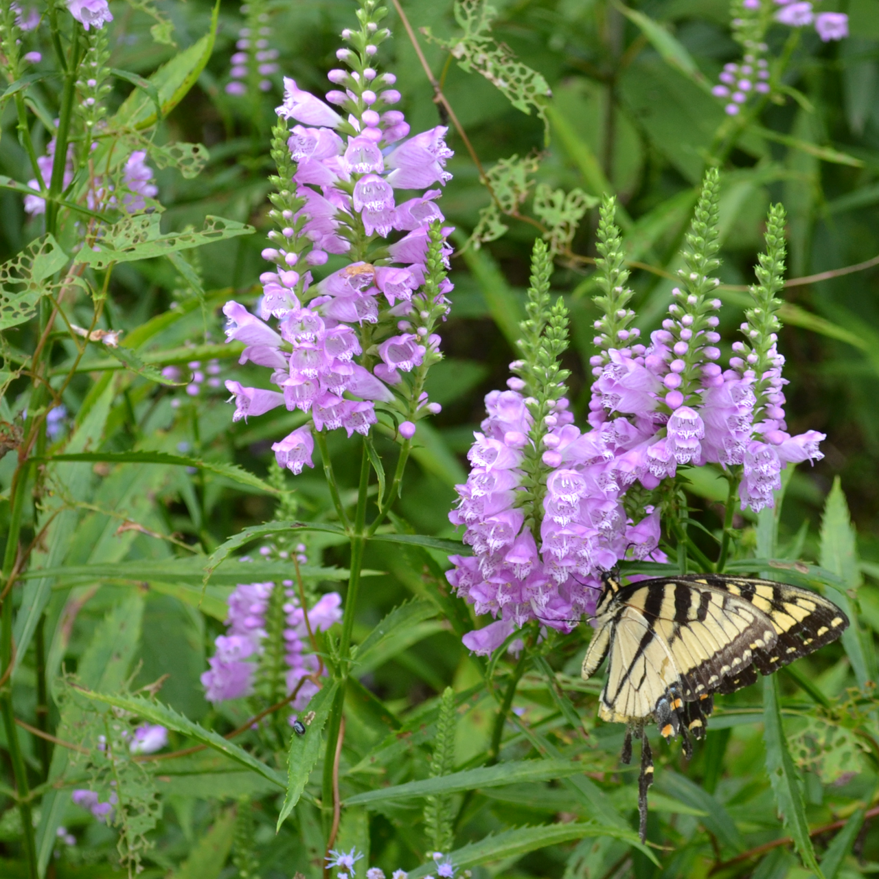 Obedient Plant (Physostegia virginianum)