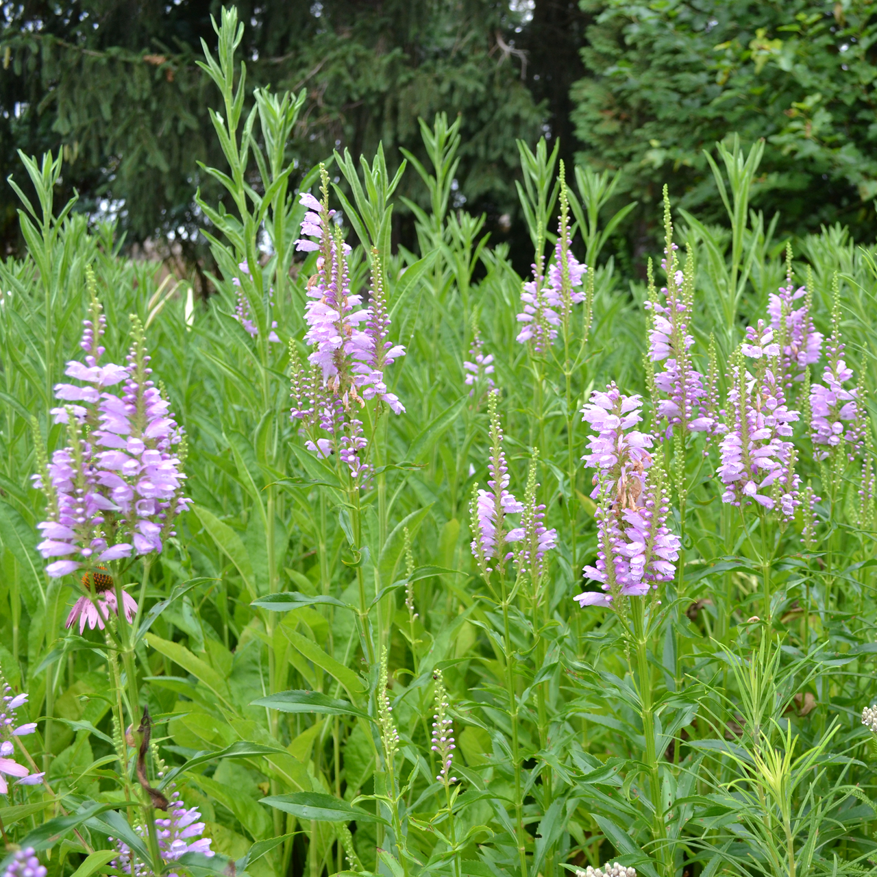 Obedient Plant (Physostegia virginianum)