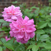 'Old Blush' China Rose (Rosa chinensis cv.)