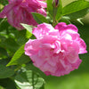 'Climbing Old Blush' China Rose (Rosa chinensis cv.)