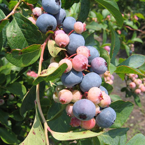 Bare Root 'Onslow' Rabbiteye Blueberry (Vaccinium virgatum cv.)