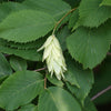 Bare Root American Hophornbeam (Ostrya virginiana)
