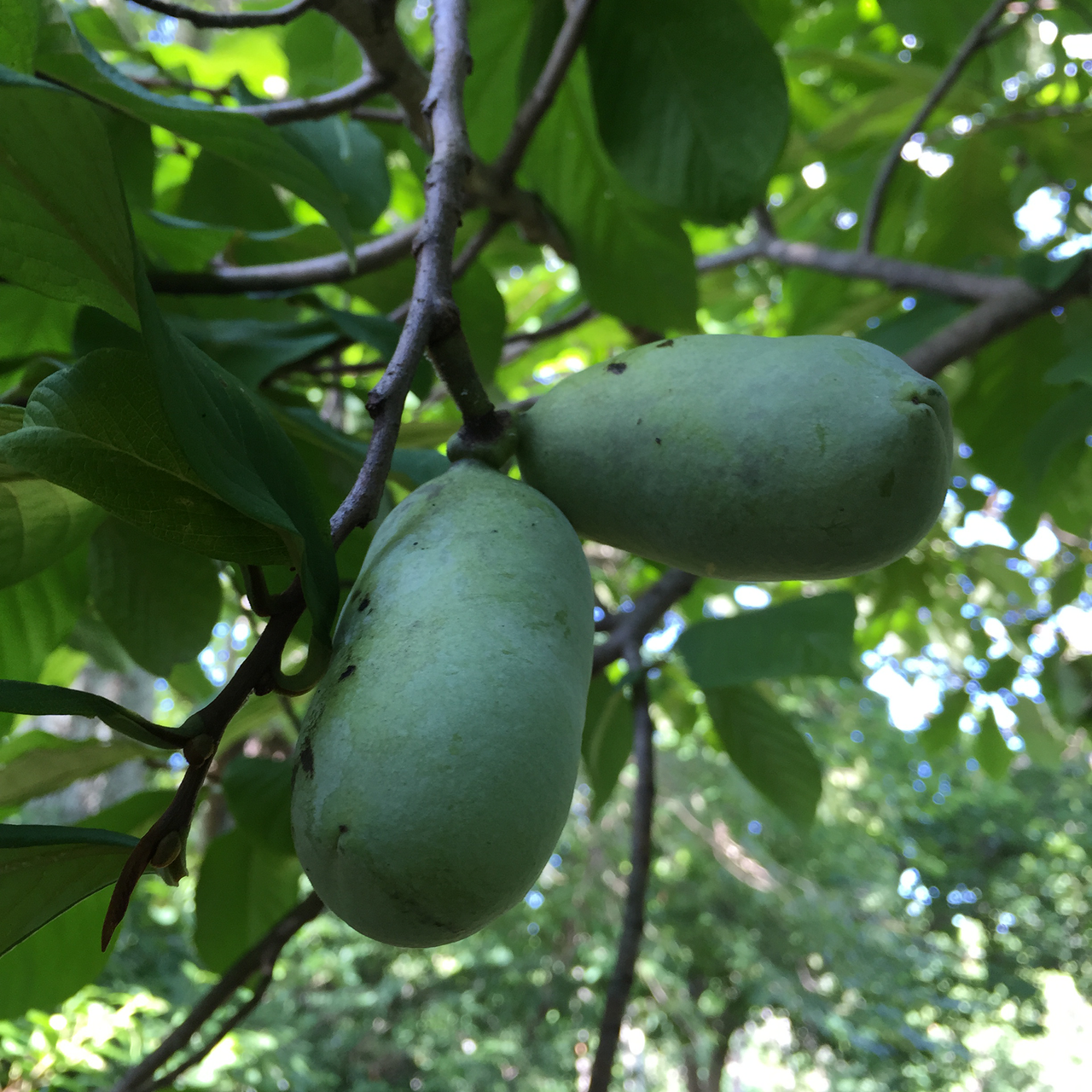 Paw Paw (Asimina triloba)