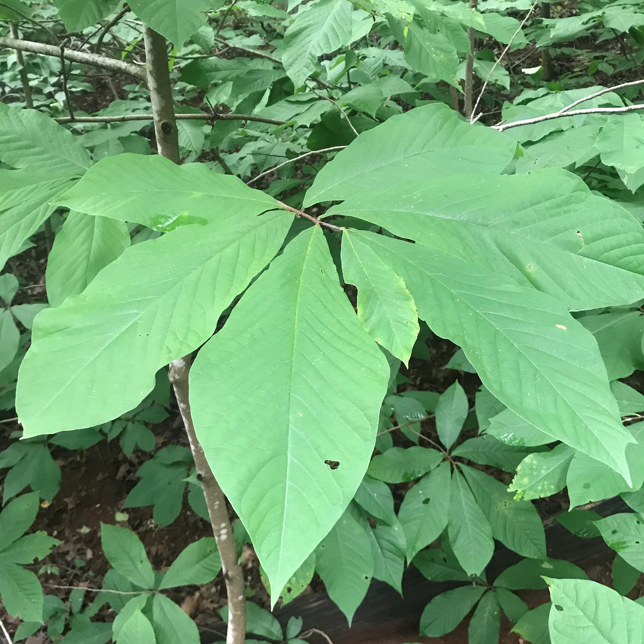 Paw Paw (Asimina triloba)