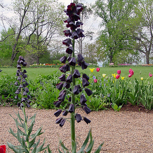 Persian Fritillary (Fritillaria persica)