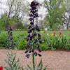 Persian Fritillary (Fritillaria persica)