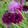 Pincushion Flower Seeds (Scabiosa atropurpurea)