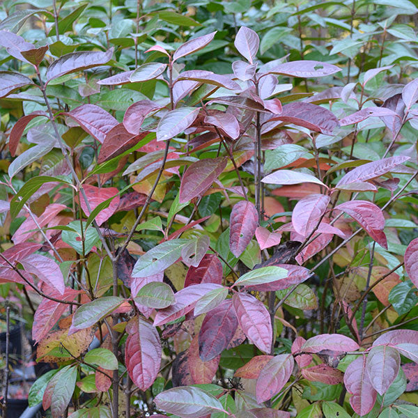 Possum Haw (Viburnum nudum)