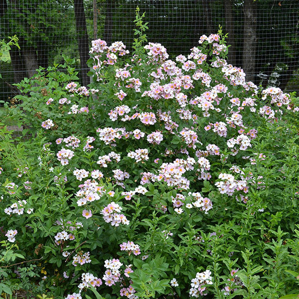 Prairie Rose (Rosa setigera)