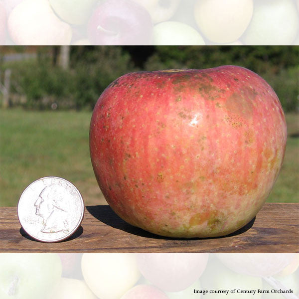 Bare Root Ralls Genet Apple Tree (Malus cv.)