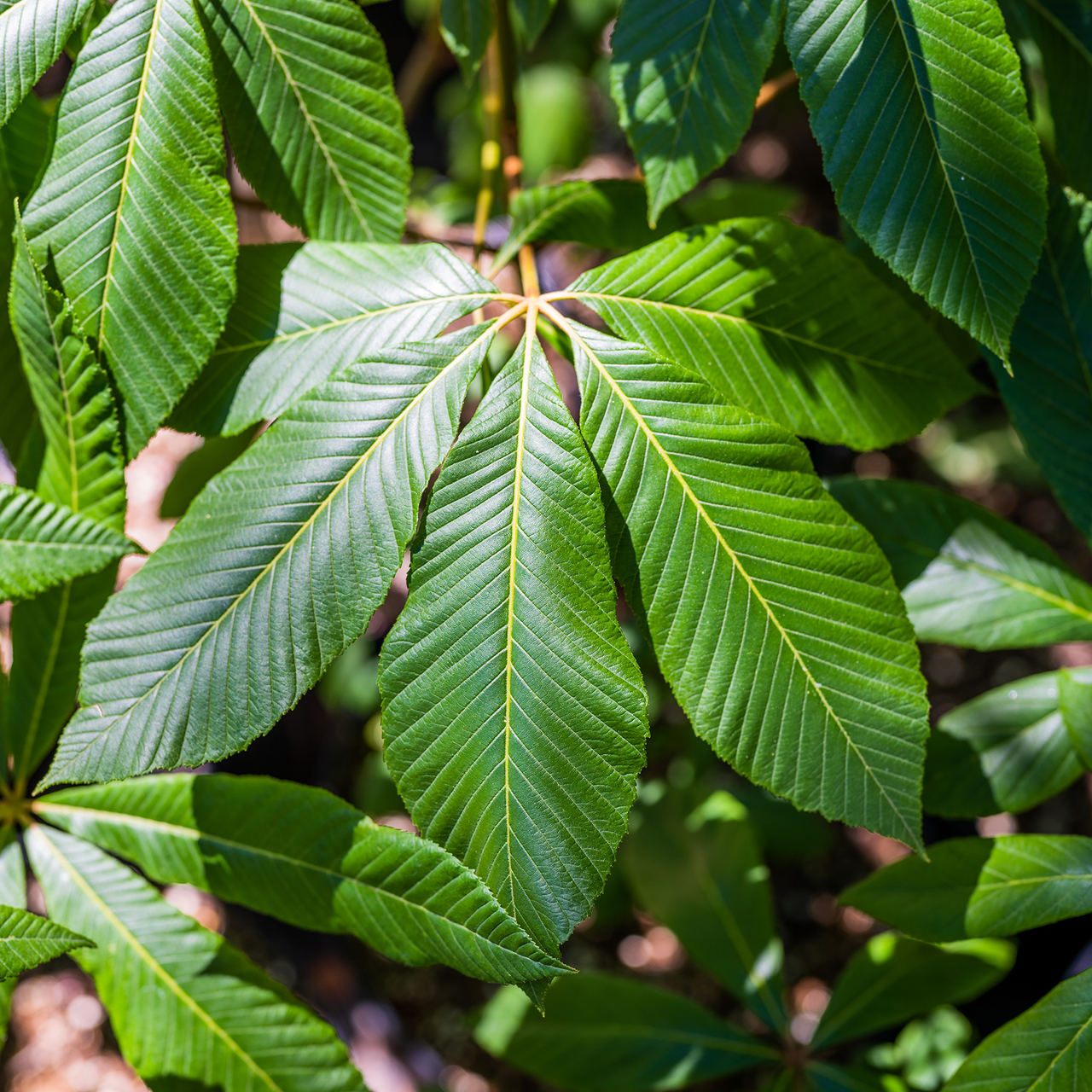 Bare Root Red Buckeye (Aesculus pavia)