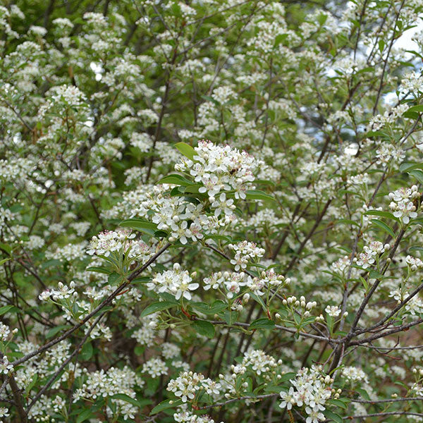 Red Chokeberry (Aronia arbutifolia)