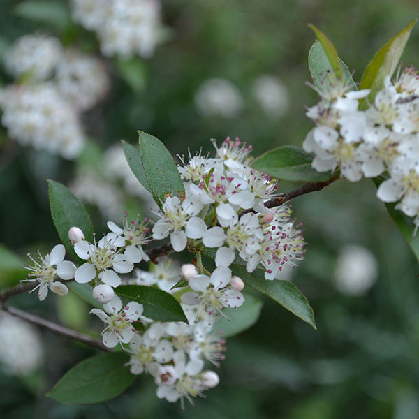 Bare Root Red Chokeberry (Aronia arbutifolia)