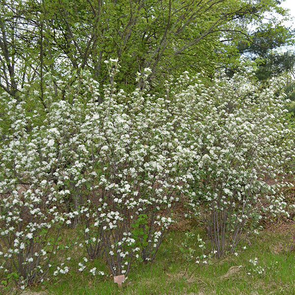 Bare Root Red Chokeberry (Aronia arbutifolia)