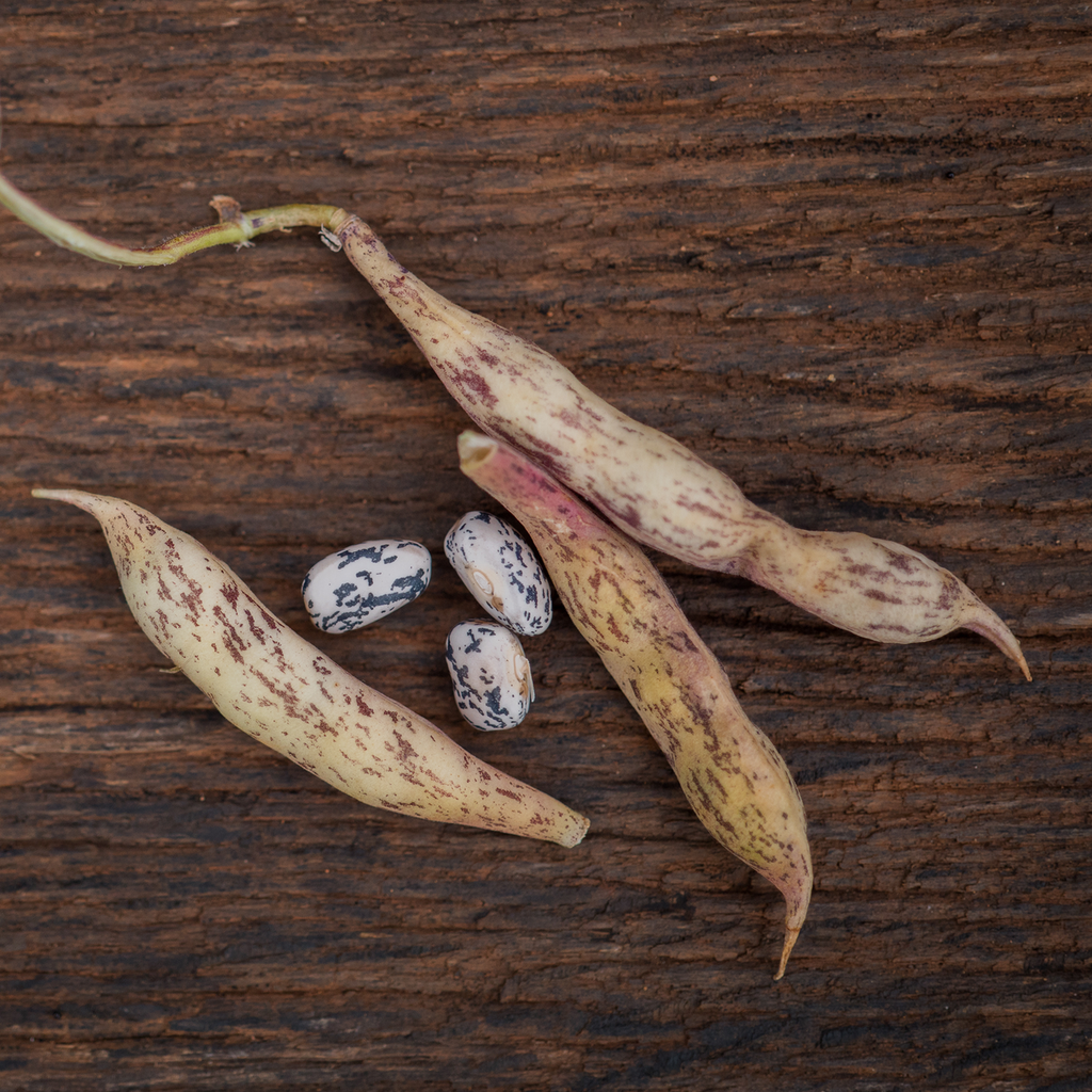 Refugee Bean Seeds (Phaseolus vulgaris cv.)