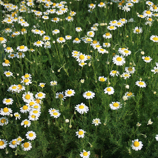 Roman Chamomile Seeds (Chamaemelum nobile)