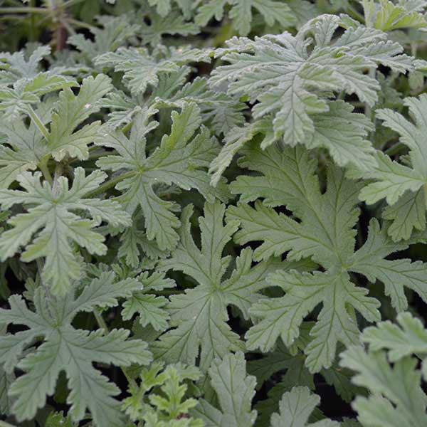 Rose Geranium (Pelargonium graveolens)